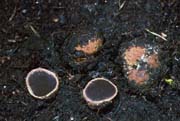 Elaphomyces granulatus